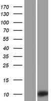 KRTAP3-2 Protein (Over-Expression Lysate Myc-DDK (Flag))