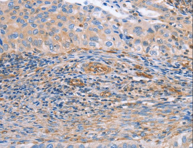 Polyclonal Rabbit anti-Human NRG4 Antibody (IHC)