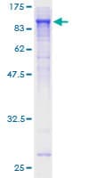 Human SHC4 Protein (Recombinant GST)