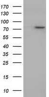 PTPRE / PTP Epsilon Antibody (clone OTI4G2)
