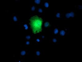 RFXANK Antibody (clone OTI1G4)