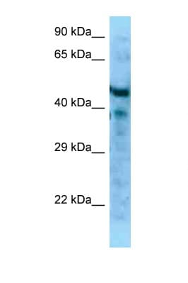 MFAP1 Antibody (aa61-110)