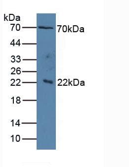 IL1RAP Antibody (aa420-558, PE)