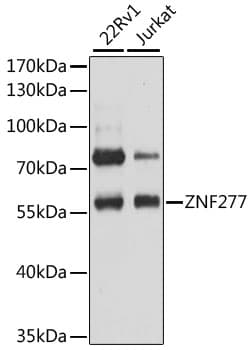 ZNF277 Antibody