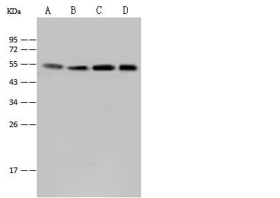 SMARCE1 / BAF57 Antibody