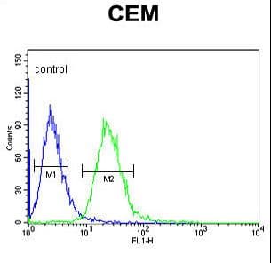 Polyclonal Rabbit anti-Human EDIL3 / DEL1 Antibody (aa337-365, IHC, WB)