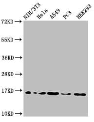 HIST1H3A Antibody