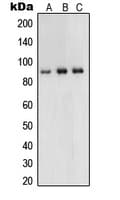 UHRF1 Antibody (Internal)