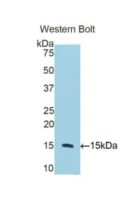 CD59 Antibody (aa25-104)