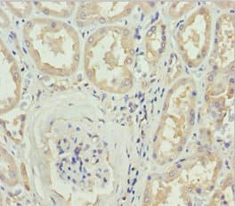 DOCK8 Antibody