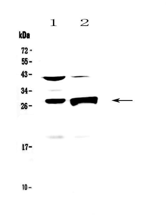 GZMB / Granzyme B Antibody