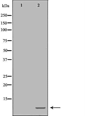 POLR2L Antibody