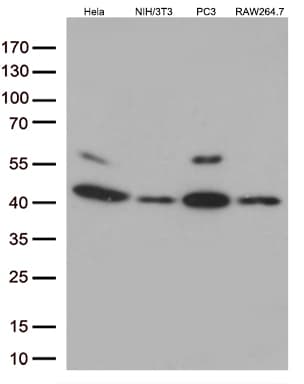 MAPK14 / p38 Antibody (aa2-360, clone OTI7H6, Carrier-free)