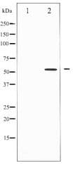 SMAD3 Antibody