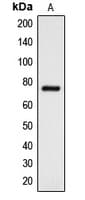 DCLK3 / CLR Antibody (Internal)
