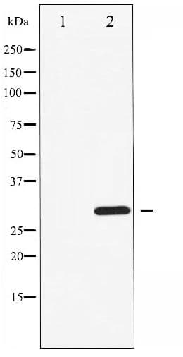 CDK1 / CDC2 Antibody (phospho-Thr14)