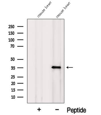 MFAP4 Antibody