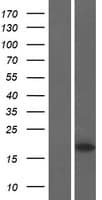 MARVELD1 Protein (Over-Expression Lysate Myc-DDK (Flag))