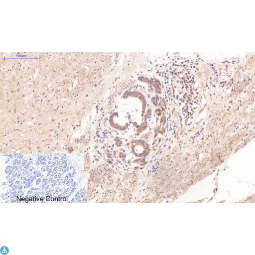 CST3 / Cystatin C Antibody