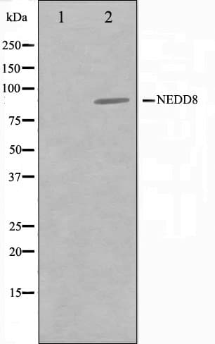 NEDD8 Antibody
