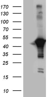 CNPase Antibody (clone OTI3C3, Carrier-free)