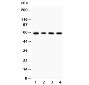 LBP Antibody