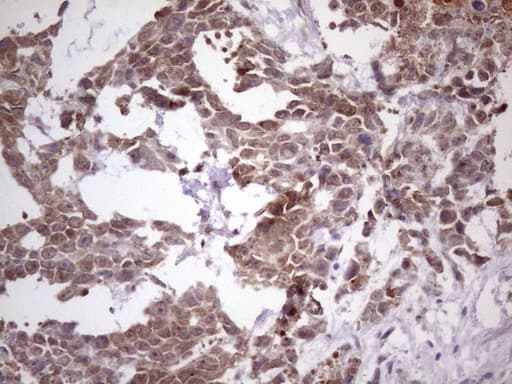 Monoclonal Mouse anti-Human NUP43 Antibody (clone OTI7G10, aa1-253, IHC, WB)