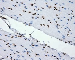 XRCC1 Antibody (clone OTI2F8)