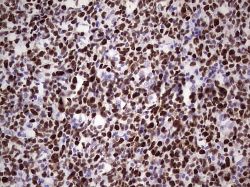 MCM2 Antibody (clone OTI1H2)