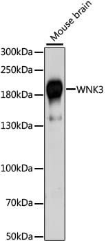 WNK3 / PRKWNK3 Antibody