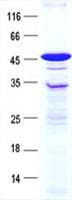 Human EGFL7 Protein (Recombinant GST, N-terminus + His, C-terminus)
