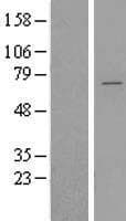 YTHDF2 Protein (Over-Expression Lysate Myc-DDK (Flag))