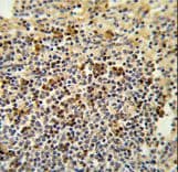 Polyclonal Rabbit anti-Human GPANK1 / G5 Antibody (aa275-302, IHC, WB)