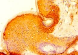 HAUS4 Antibody (aa1-363)