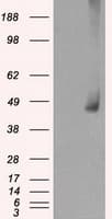 MAP2K1 / MKK1 / MEK1 Antibody (clone OTI1C1, Carrier-free)