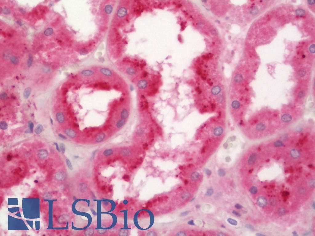 AMBP Antibody (Biotin)