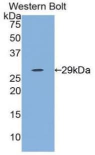 IL12A / p35 Antibody (aa23-219, APC)