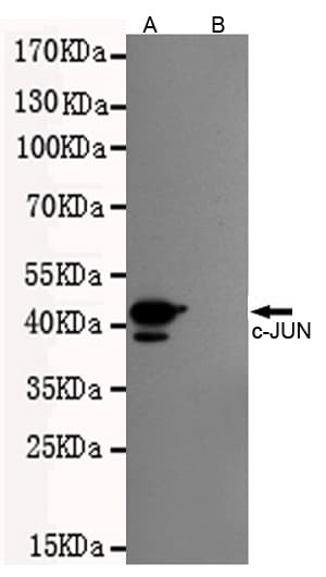 Monoclonal Mouse anti-Human JUN / c-Jun Antibody (WB)
