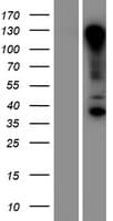 RNF121 Protein (Over-Expression Lysate Myc-DDK (Flag))