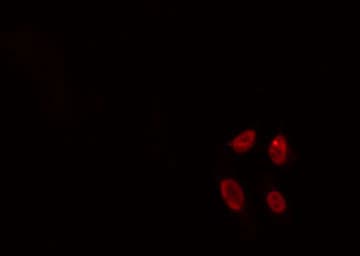 ID4 Antibody