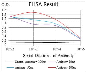 CASP7 / Caspase 7 Antibody (clone 4D10B2)
