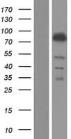 VMD2L3 / BEST3 Protein (Over-Expression Lysate Myc-DDK (Flag))