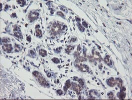 APP / Beta Amyloid Precursor Antibody (clone OTI6F11, Carrier-free)
