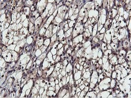 AKT1 Antibody (clone OTI3E3)