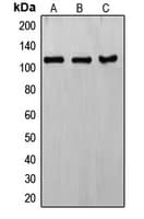 Polyclonal Rabbit anti-Human ERCC4 / XPF Antibody (C-Terminus, WB)
