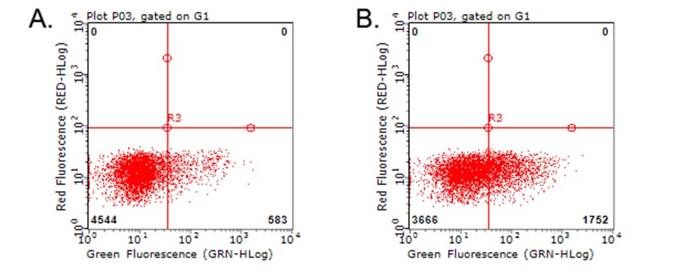 Monoclonal Mouse anti-Human TNFRSF9 / 4-1BB / CD137 Antibody (clone OTI4G1, WB)