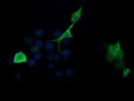 PIK3R5 Antibody (clone OTI4C12)