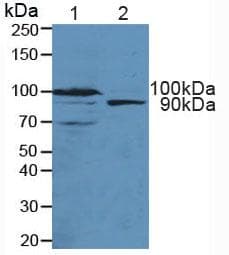 TNPO1 / Transportin 1 Antibody (aa626-836)