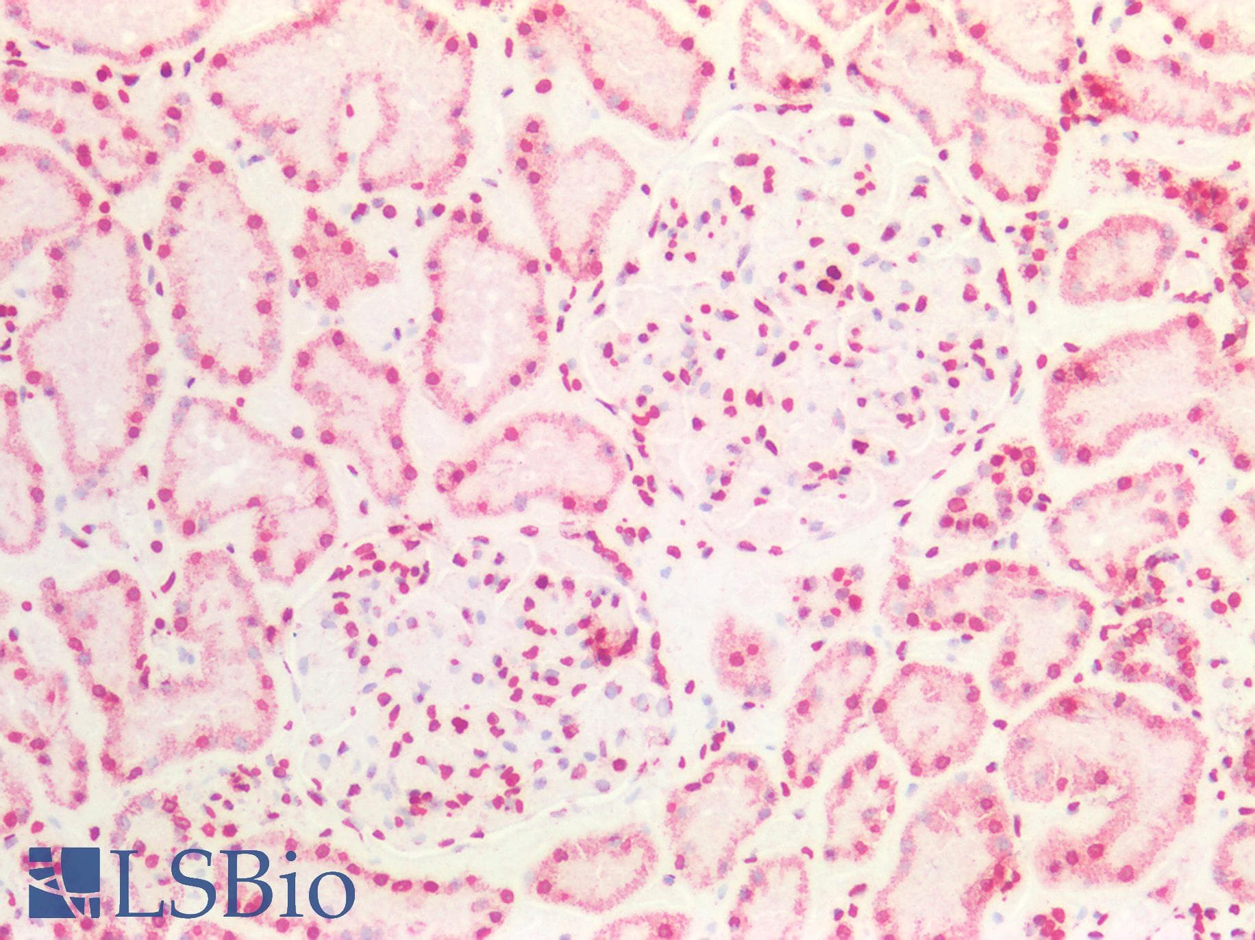 ARPC4 Antibody (N-Terminus)
