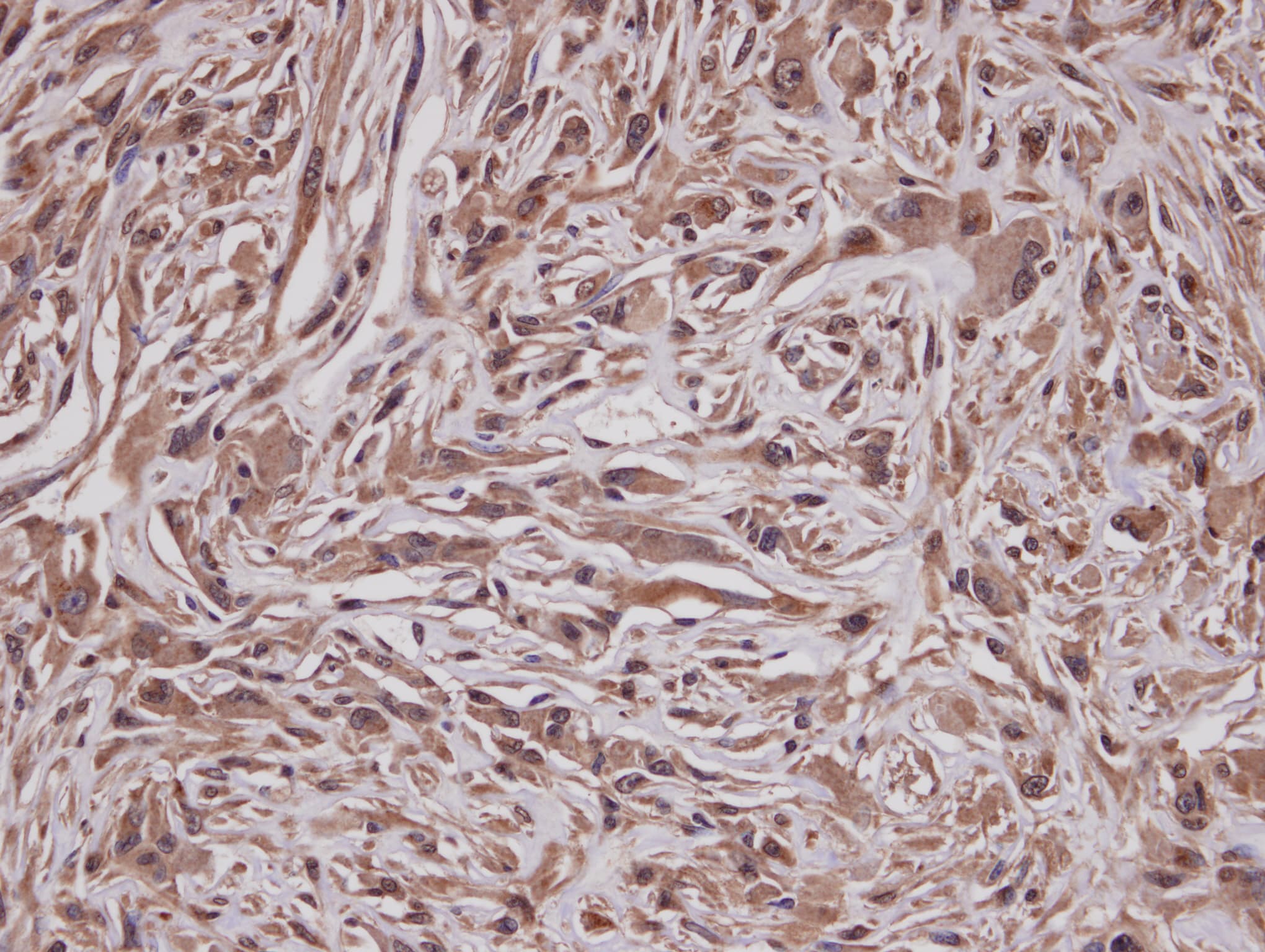 GRAP Antibody (aa155-217)